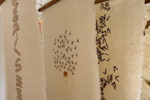 Observations Captured in Abaca_Thumb